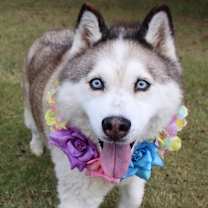 Thumbnail photo of Kipper 1248-25 #1