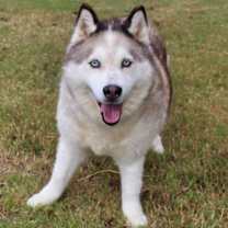 Thumbnail photo of Kipper 1248-25 #2