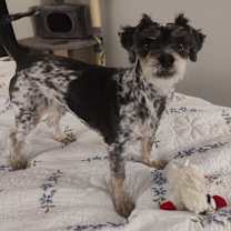 Thumbnail photo of Cutch #3