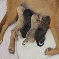 Thumbnail photo of Zuca AL #2