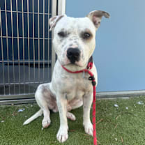adopt-pet
