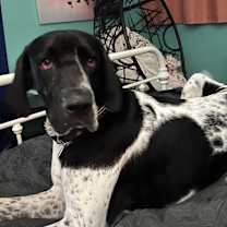 Thumbnail photo of Vinny #2