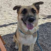 adopt-pet