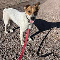 adopt-pet