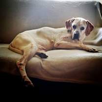 adopt-pet