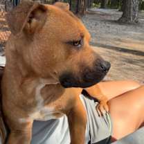 Thumbnail photo of Snickers #1