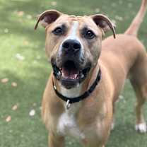 Thumbnail photo of Kovu #1