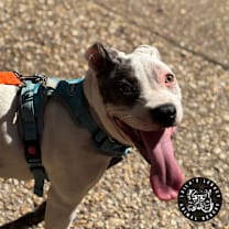 Thumbnail photo of Wallace (FKA Raspberry) #4