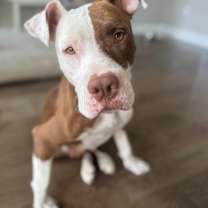 Thumbnail photo of Yams #1