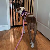 Thumbnail photo of Yams #2