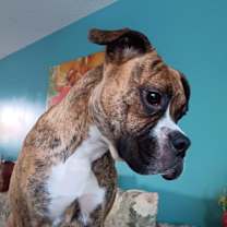 Thumbnail photo of Sestra #1