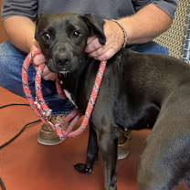 Thumbnail photo of Scooby #1