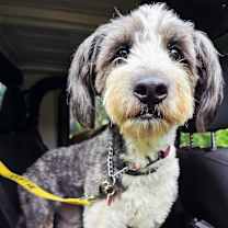 adopt-pet