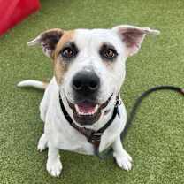 adopt-pet