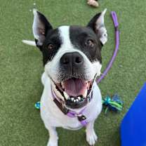 adopt-pet