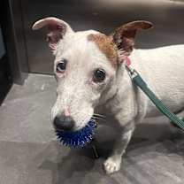 adopt-pet