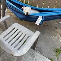 Thumbnail photo of Lily #2