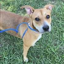 Thumbnail photo of Rosa #3