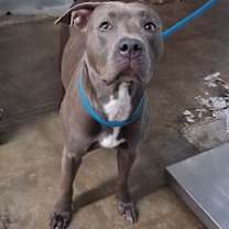 Thumbnail photo of Saturn #3