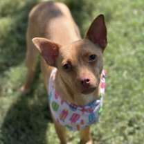 adopt-pet