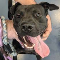 Thumbnail photo of Tristan #2