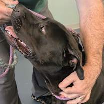 Thumbnail photo of Tristan #3