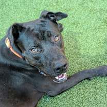 Thumbnail photo of Tristan #4