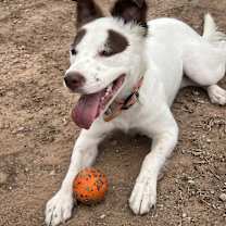 adopt-pet