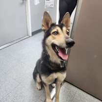 Thumbnail photo of Nala #1