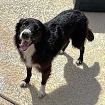 adopt-pet