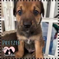 adopt-pet
