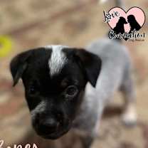 adopt-pet