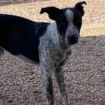 adopt-pet
