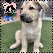 adopt-pet