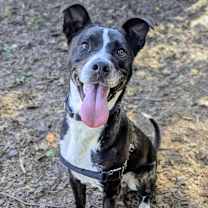 Thumbnail photo of Leo #1