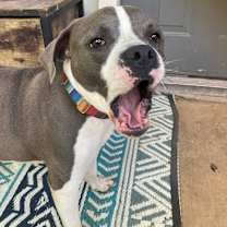 Thumbnail photo of Dobby #1