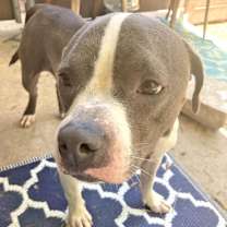 Thumbnail photo of Dobby #3