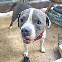 Thumbnail photo of Dobby #4