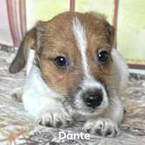 Thumbnail photo of Dante #1