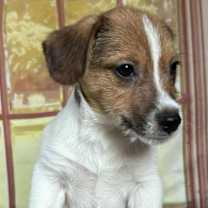 Thumbnail photo of Dante #2