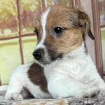 Thumbnail photo of Dante #3