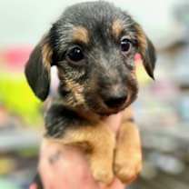 Thumbnail photo of Hudson #1