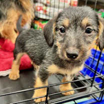 Thumbnail photo of Hudson #3