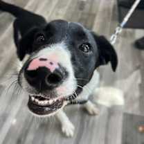 Thumbnail photo of Dezil #1