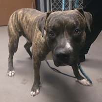 adopt-pet