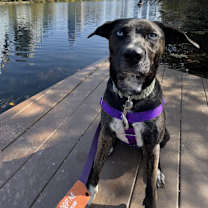 Thumbnail photo of Saucey Sauce #1