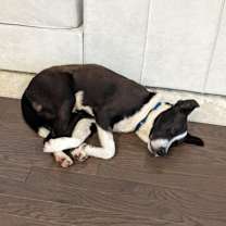 Thumbnail photo of Hilo #4