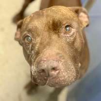 adopt-pet