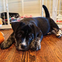 Thumbnail photo of Stevie #1