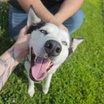 Thumbnail photo of Shelby #1